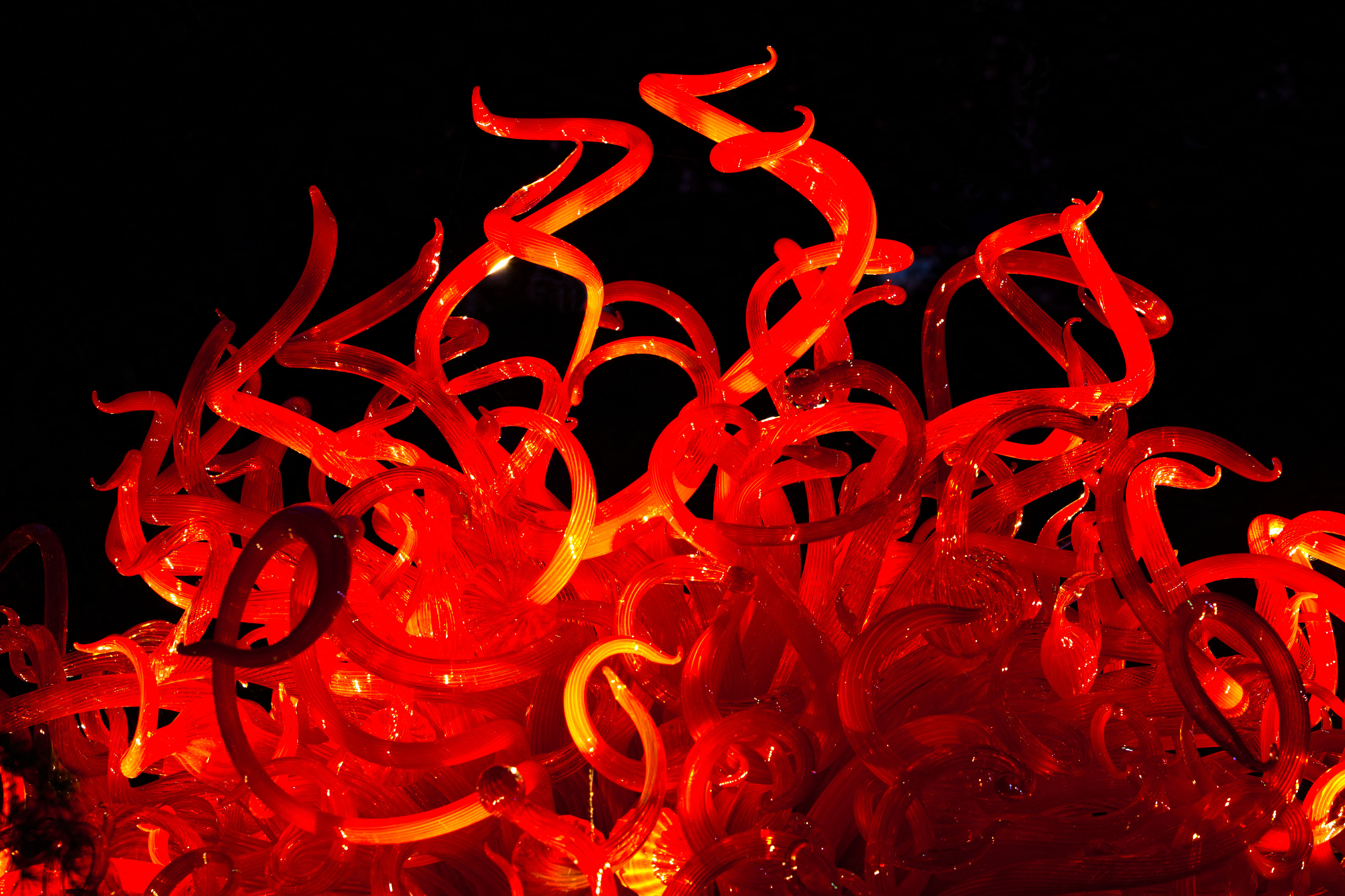 A red tentacled Chihuly Glass Sculpture at the Dallas Arboretum at night, Texas USA