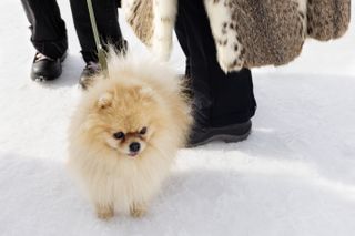 Small fluffy dog on ice