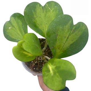 hoya kerrii vine plant with heart leaves