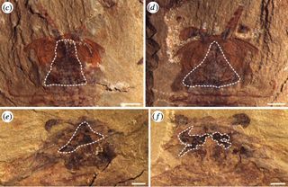 Fuxianhuia Fossil Heads