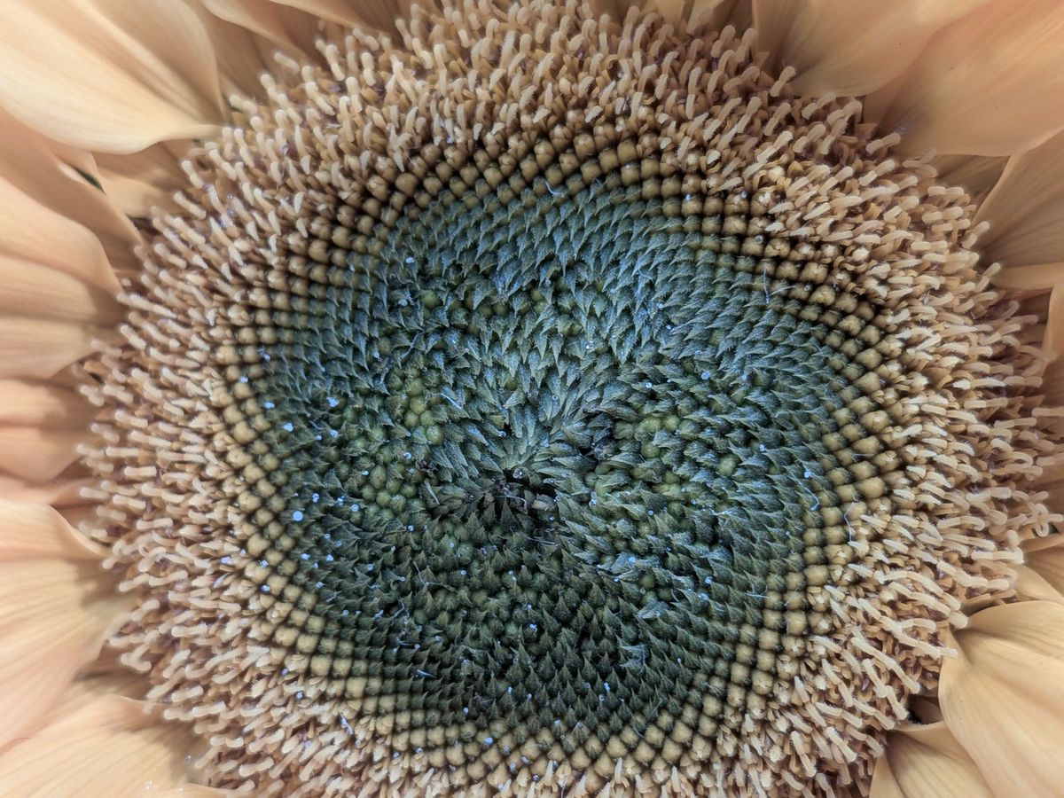 Google Pixel 9a macro sample.
