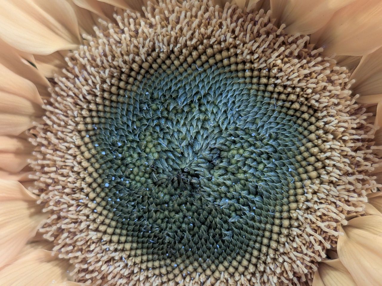 Google Pixel 9a macro sample.