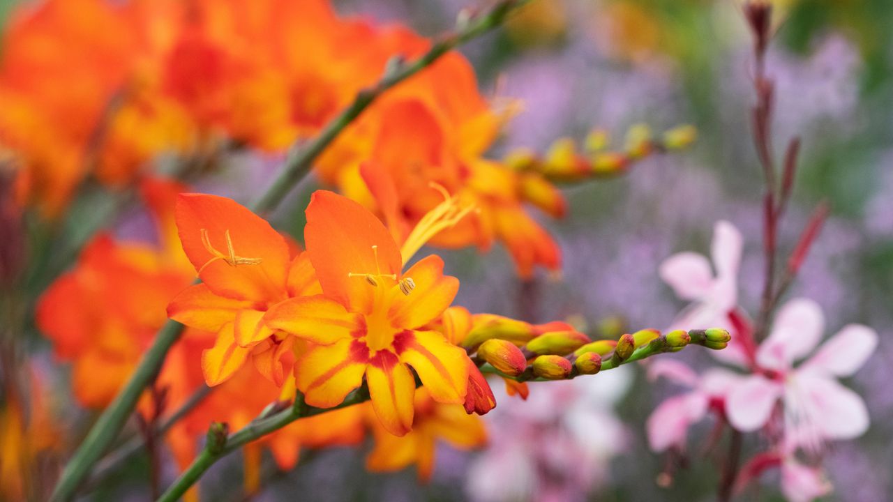 Scorchio crocosmia are an example of modern summer bulbs 