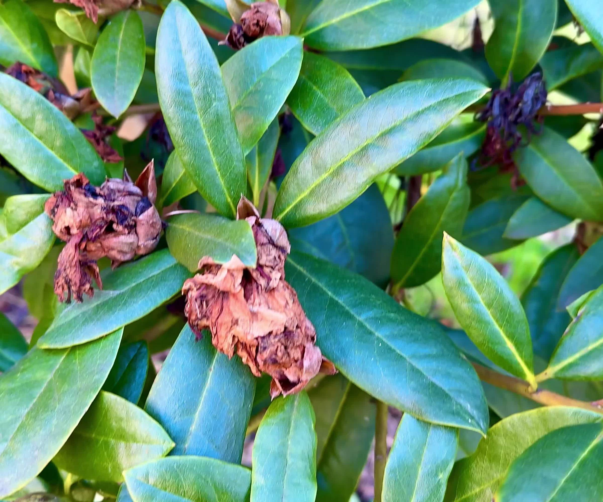 Rhododendron bus with brown, spent flowers
