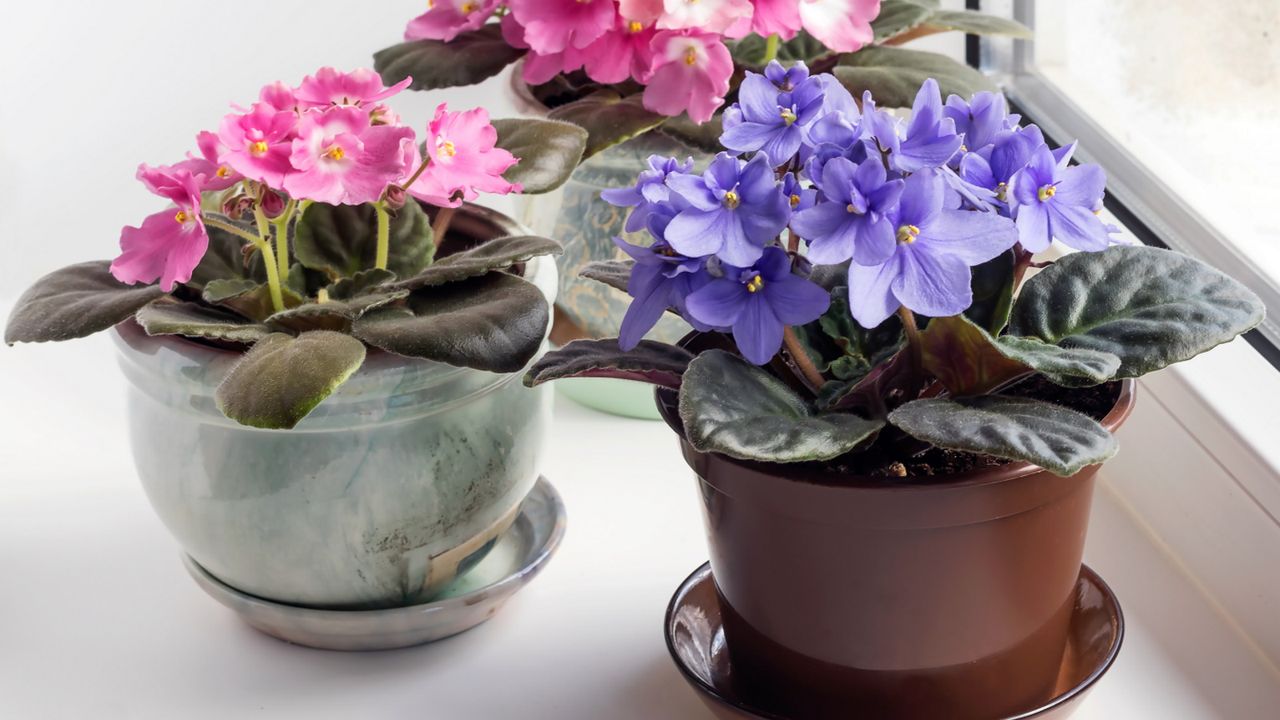 African violets on windowsill