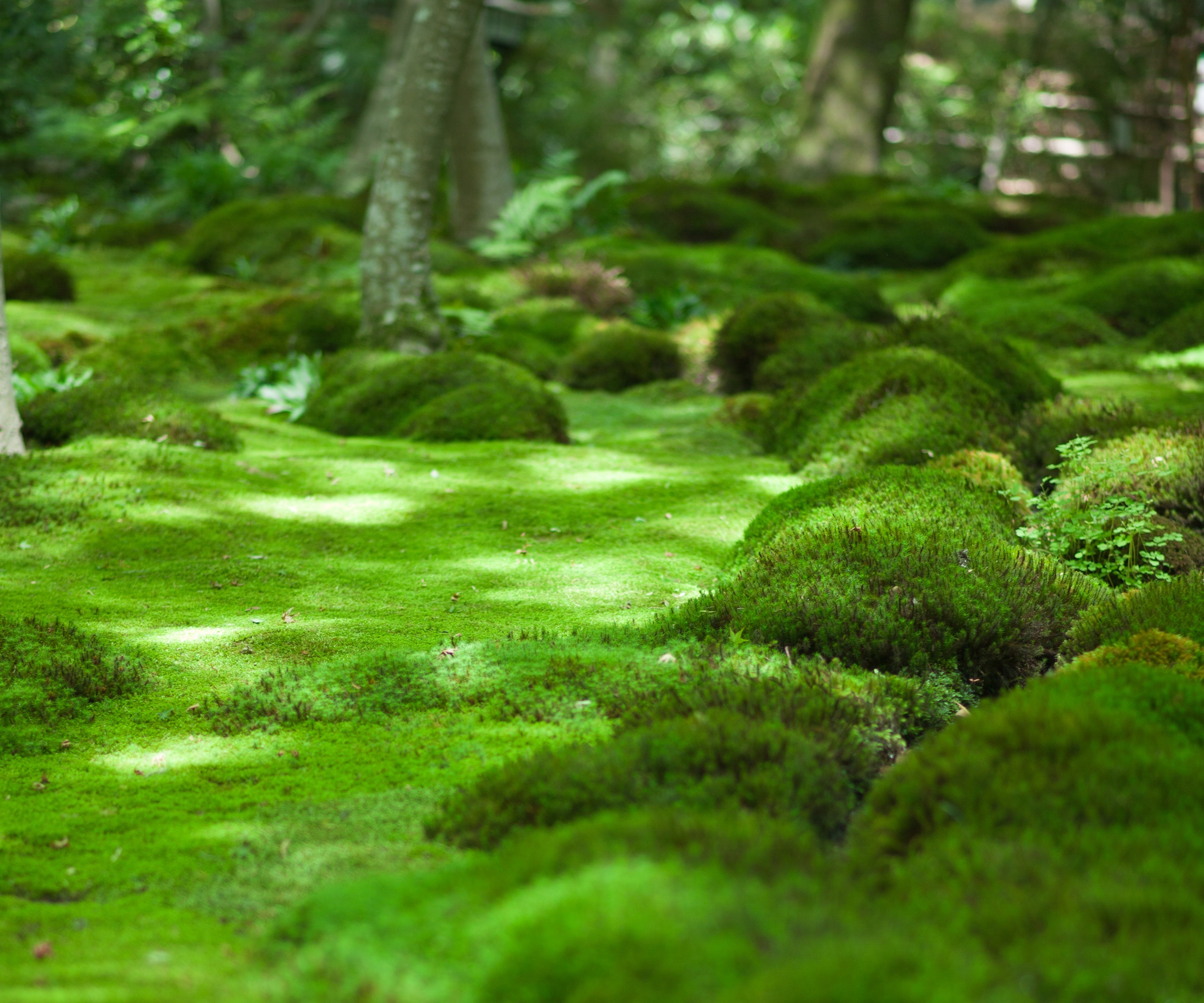 Moss garden, Kyoto, tranquil