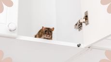 picture of small rat inside kitchen cabinet