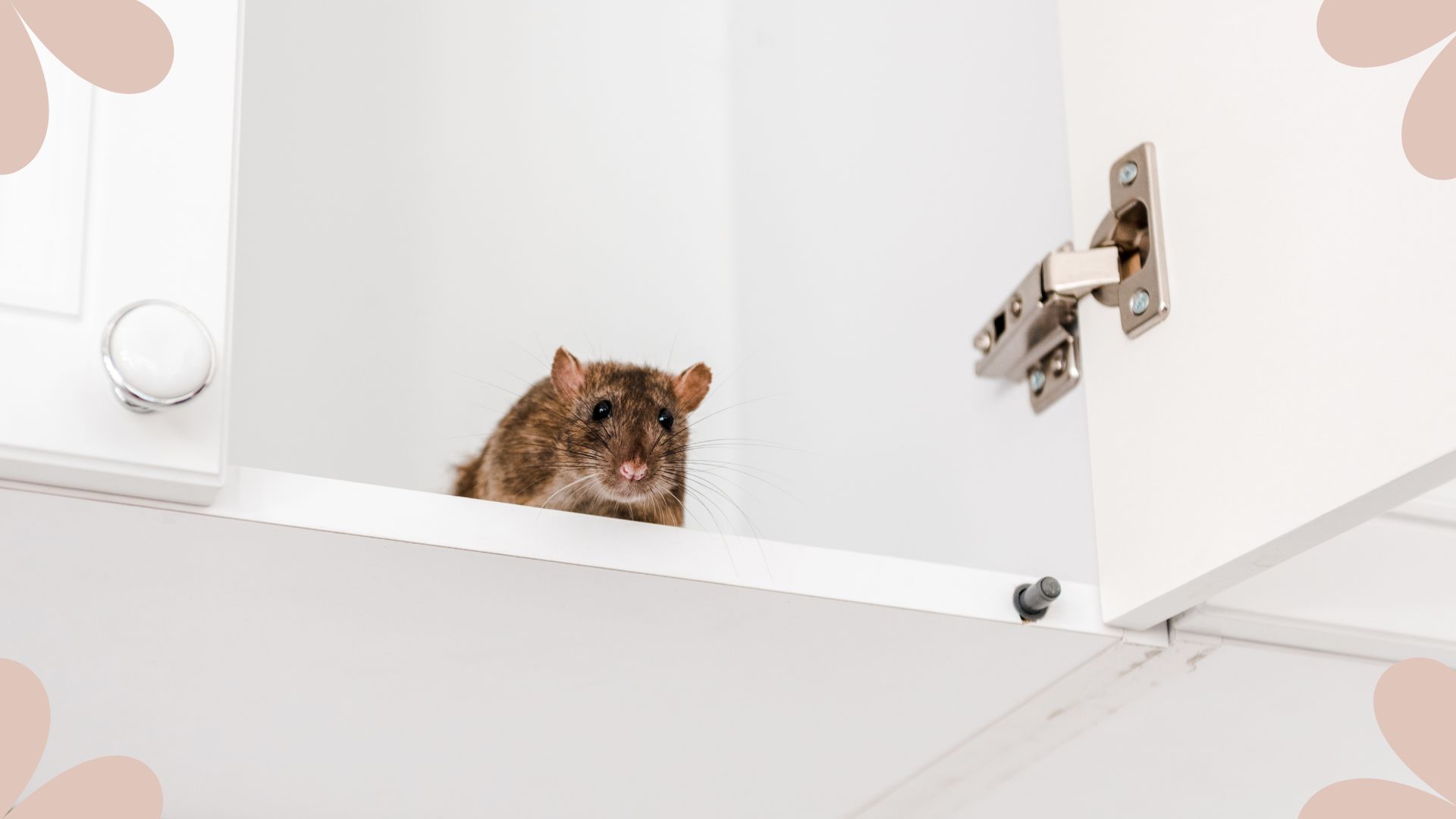 picture of small rat inside kitchen cabinet