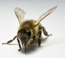 a honeybee used in research finding the bees use their right antennas when interacting socially