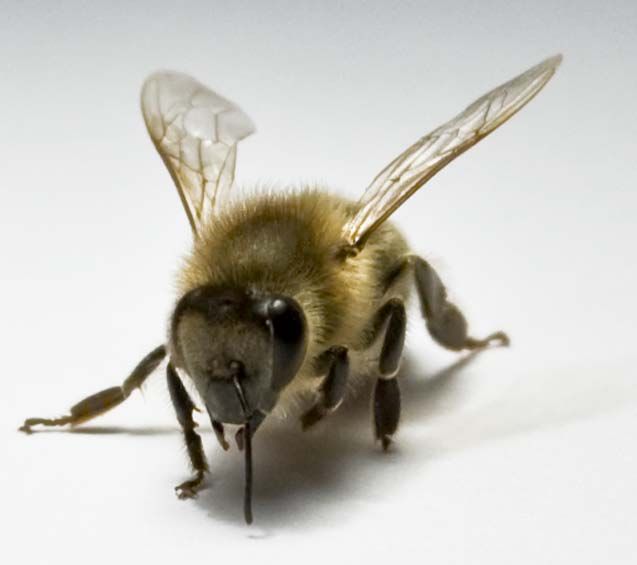 a honeybee used in research finding the bees use their right antennas when interacting socially