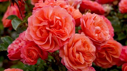 Rose black spot affects all varieties of rose including floribunda varieties such as 'Coral Lions'