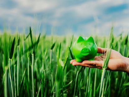 hand holding small green piggy bank in field of tall grass