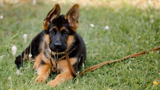 German Shepherd puppy lying on grass