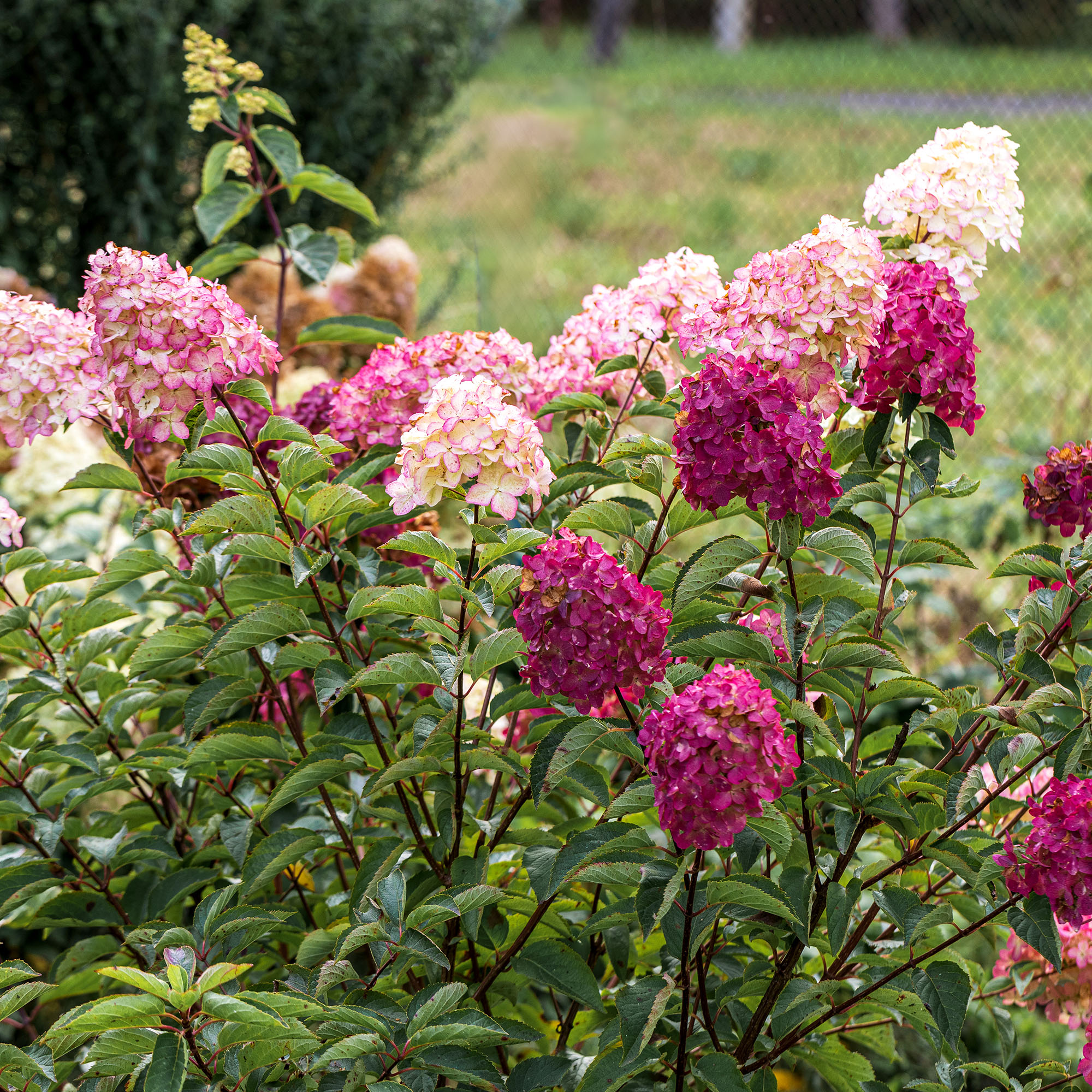 Perennials to plant in October