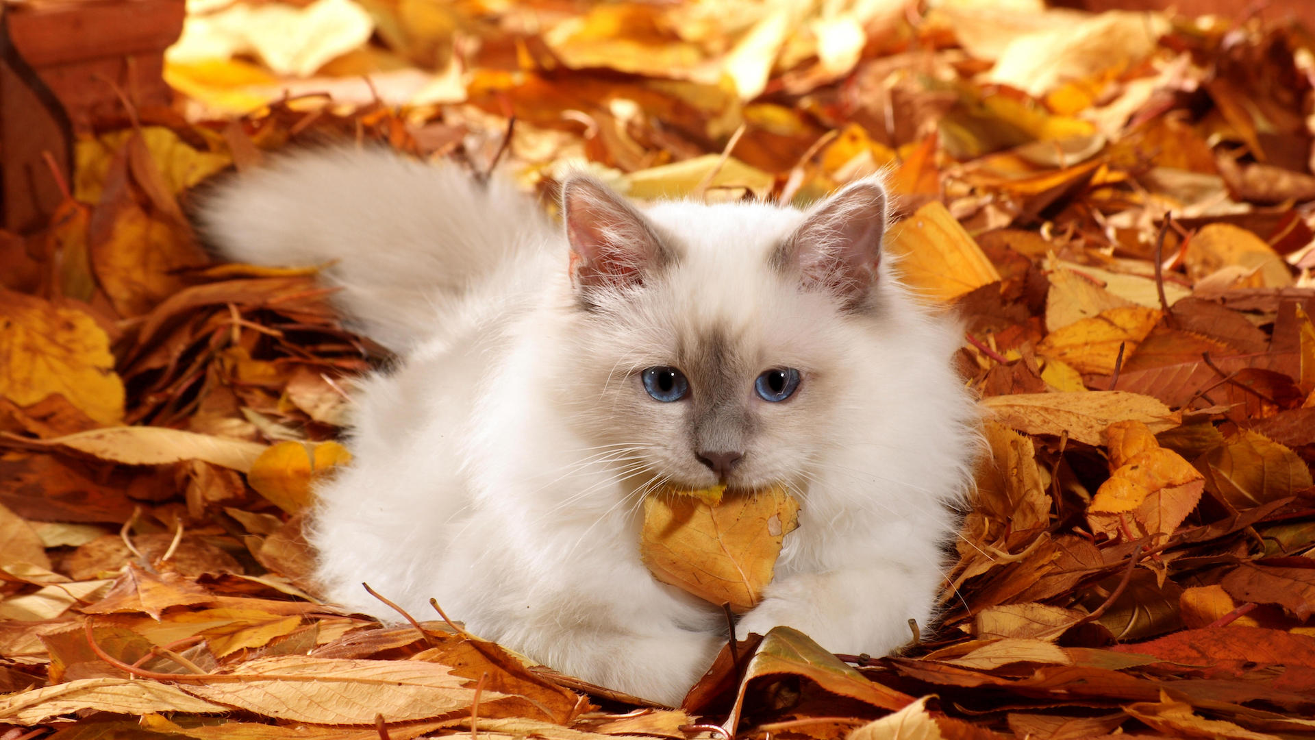 Birman cat in autumn leaves