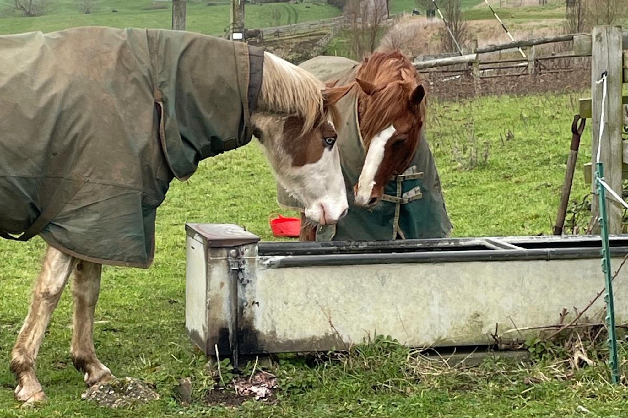 Prince Rusty with Free Spirit in the field