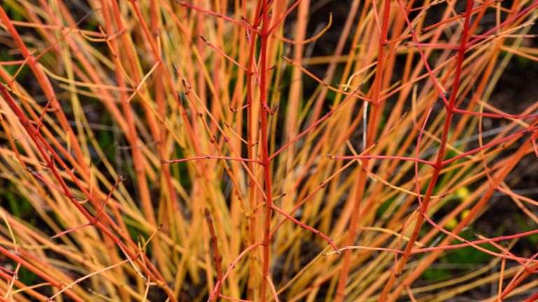 Red twig dogwood add beauty to gardens in summer and winter