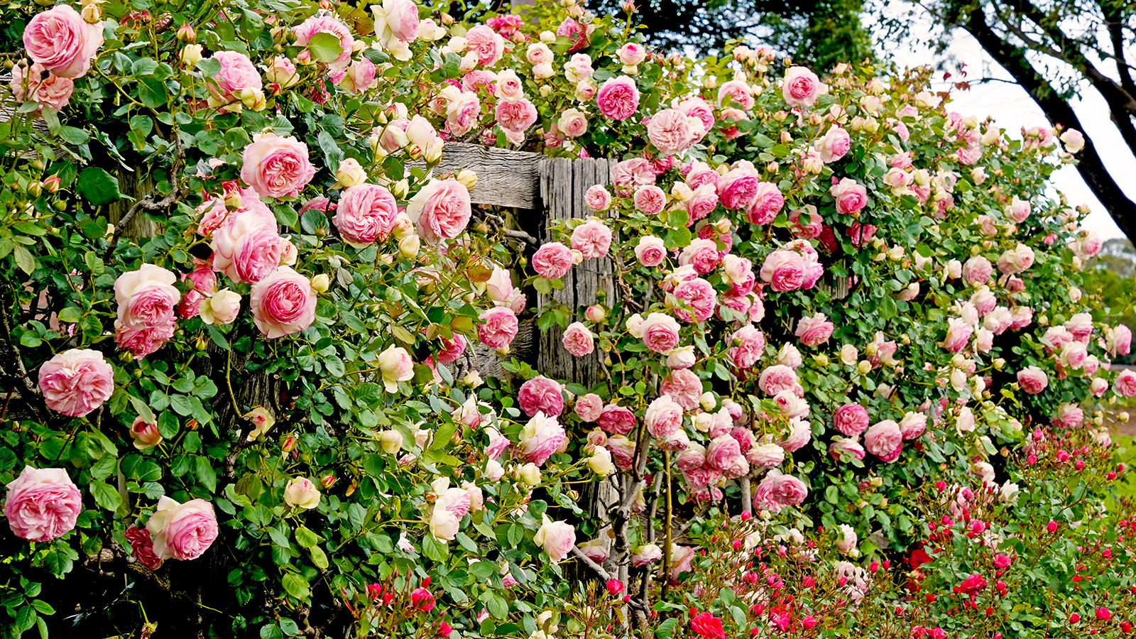 Climbing roses growing on fence in garden