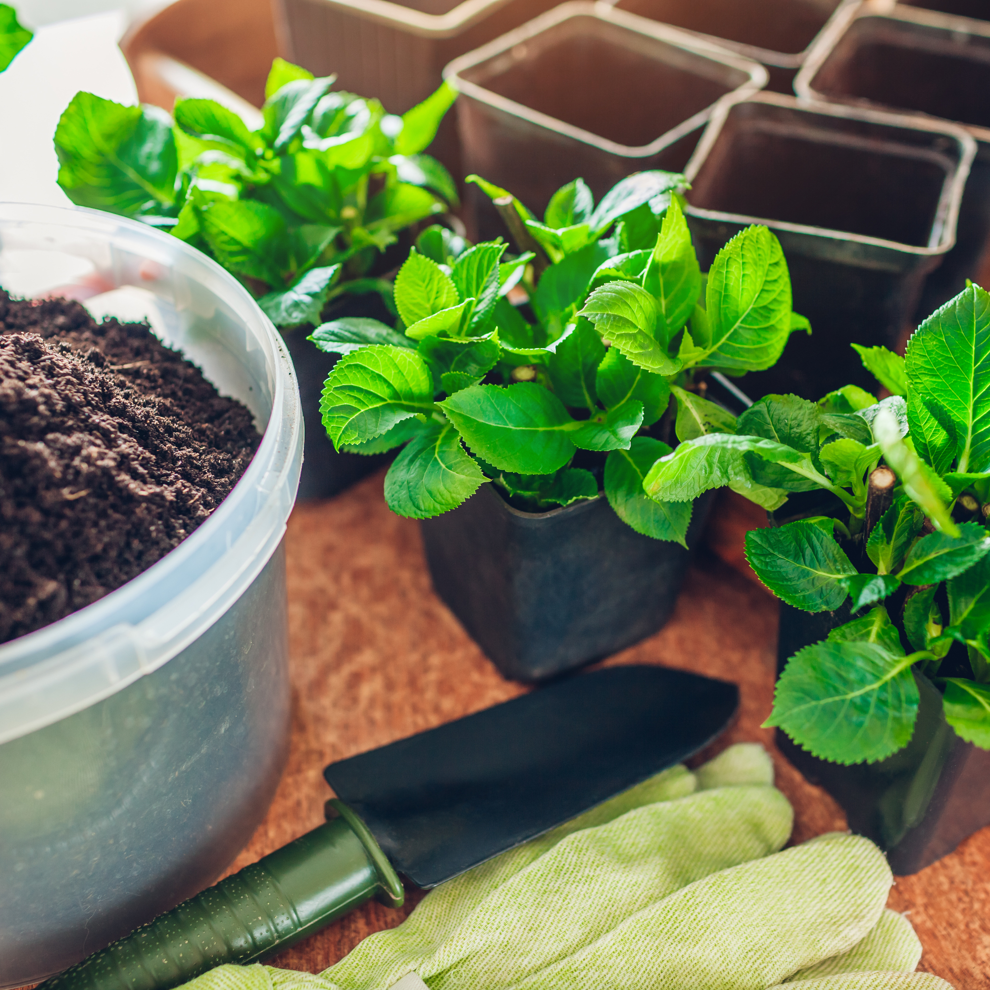 Cuttings ready to be planted - Maryviolet - GettyImages-1744457590