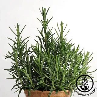 True Leaf Market rosemary