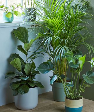 houseplants arranged in home
