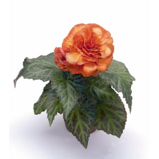 nonstop fire begonia plant