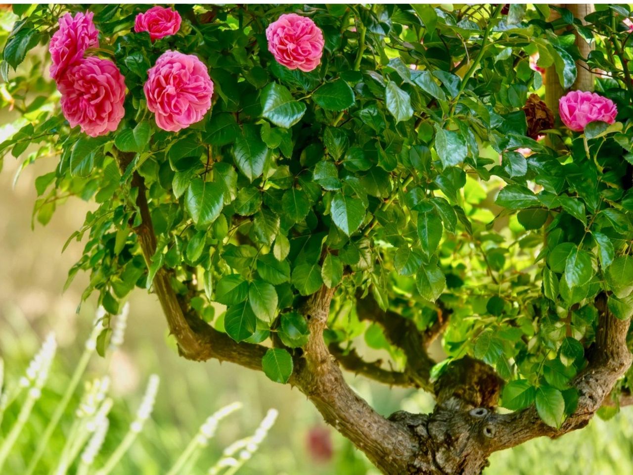 Pink Rose Topiary Tree