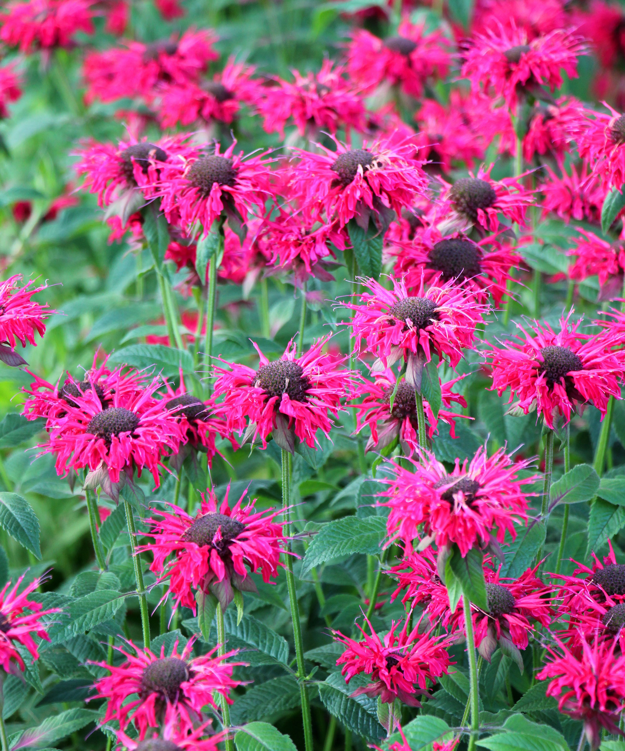 pink monarda flowers in bloom in garden border