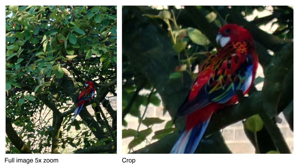 Photos taken on the Xperia 1 IV with cropped illustration to highlight detail captured