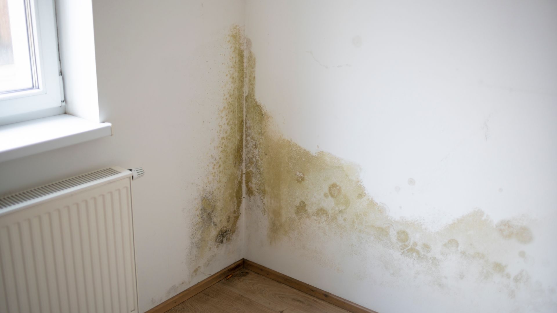 picture of mould growing in corner of two walls in house