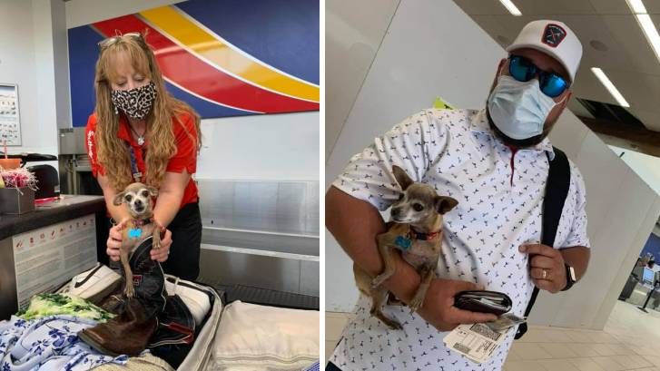 Couple find dog hiding in luggage