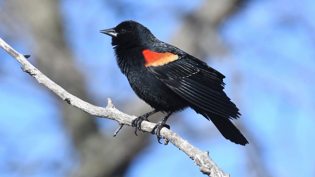 A red-winged blackbird on a branch