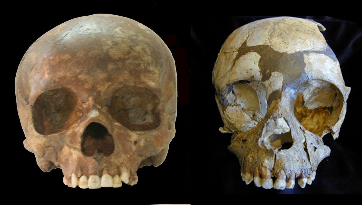 Upper Palaeolithic modern human infant skull from Sungir (left) and the Neandertal infant skull of Roc de Marsal (right).