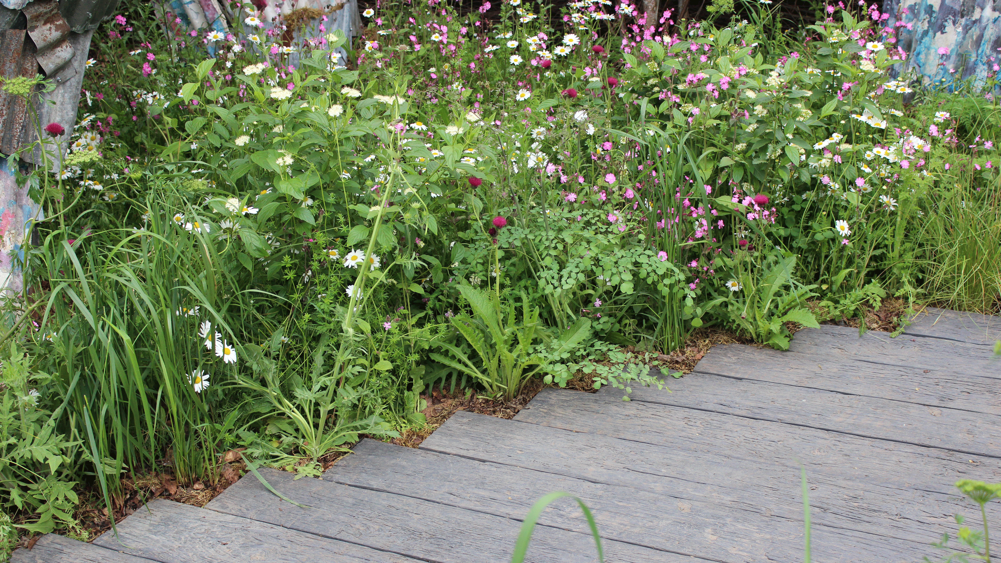 Wild flowers along edge of path