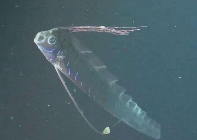 This oarfish was caught on camera by an ROV in the Gulf of Mexico in August, 2011. They can grow up to at least 26 feet long. 