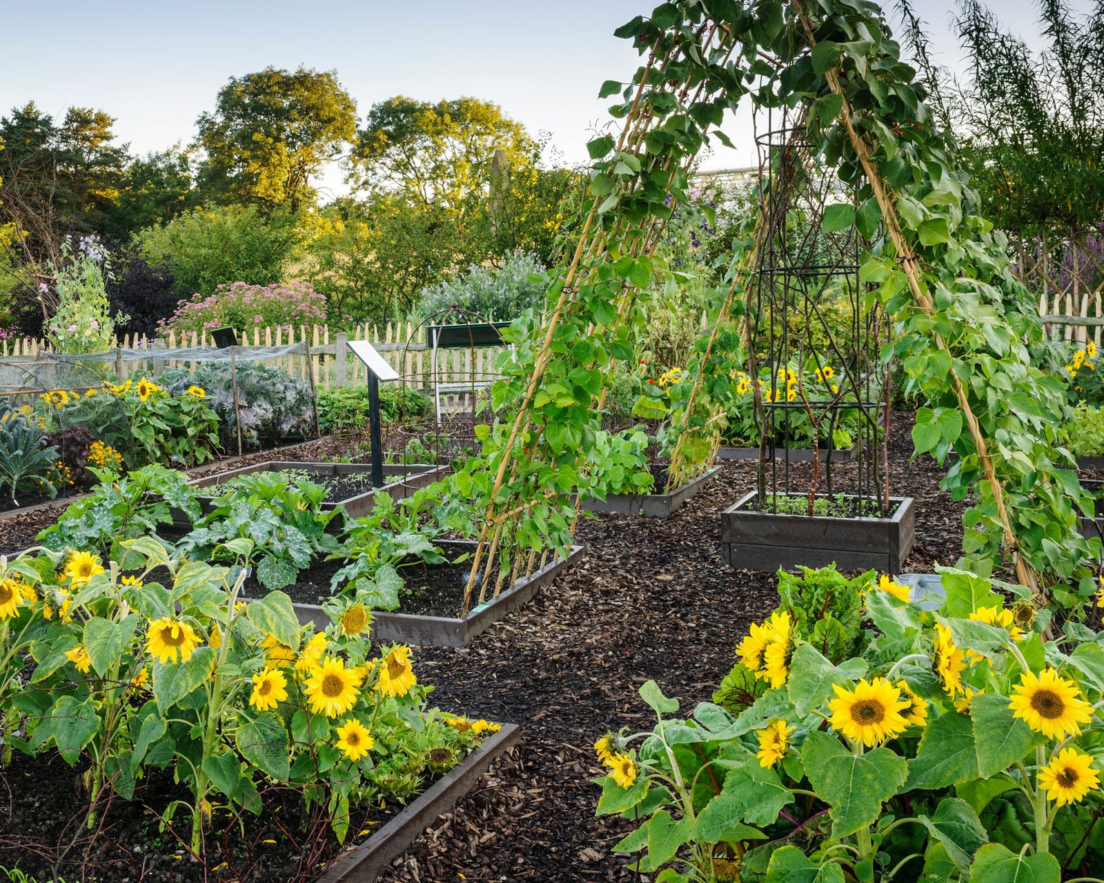 How to grow sunflowers – a step-by-step guide | Homes & Gardens