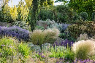 a landscaping design with grasses and flowers