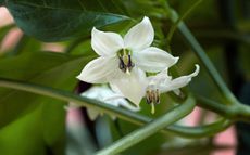 White Flower On Pepper Plant