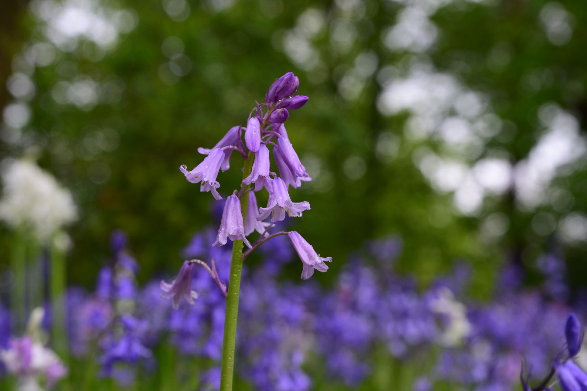 Nikon Z 70-200mm f/2.8 VR S II image gallery: closeup of bluebells in front of dappled light