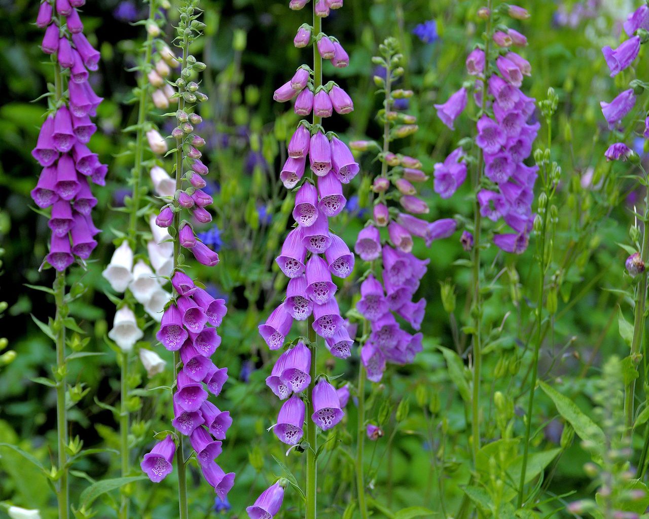 What to plant in August 14 flowers to sow or grow Gardeningetc