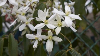 Evergreen clematis white blooms