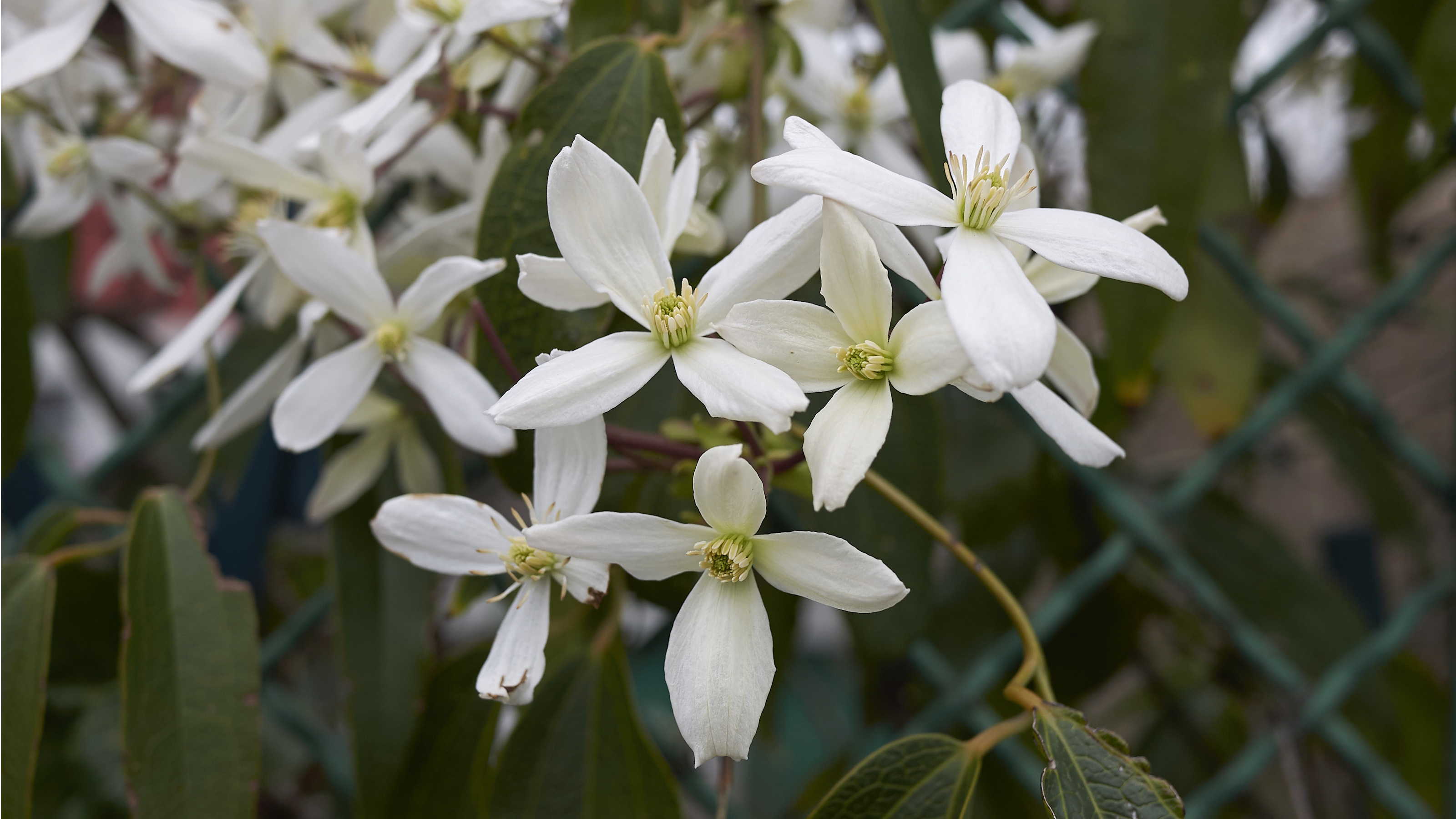 Evergreen clematis white blooms