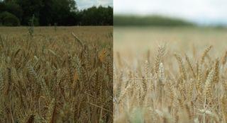At f/16 (left), the depth of field is large but the image is darker, due to the narrower aperture; at f/1.1 (right) the depth of field is narrow and the wider aperture makes the image brighter
