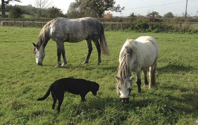 Rehomed-horse-Pumpkin-pictured-with-her-pals-image.jpg