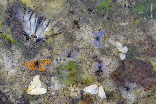 A collage of dead butterflies trapped in surface tension of water