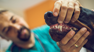 Doberman having his gums assessed by a male vet