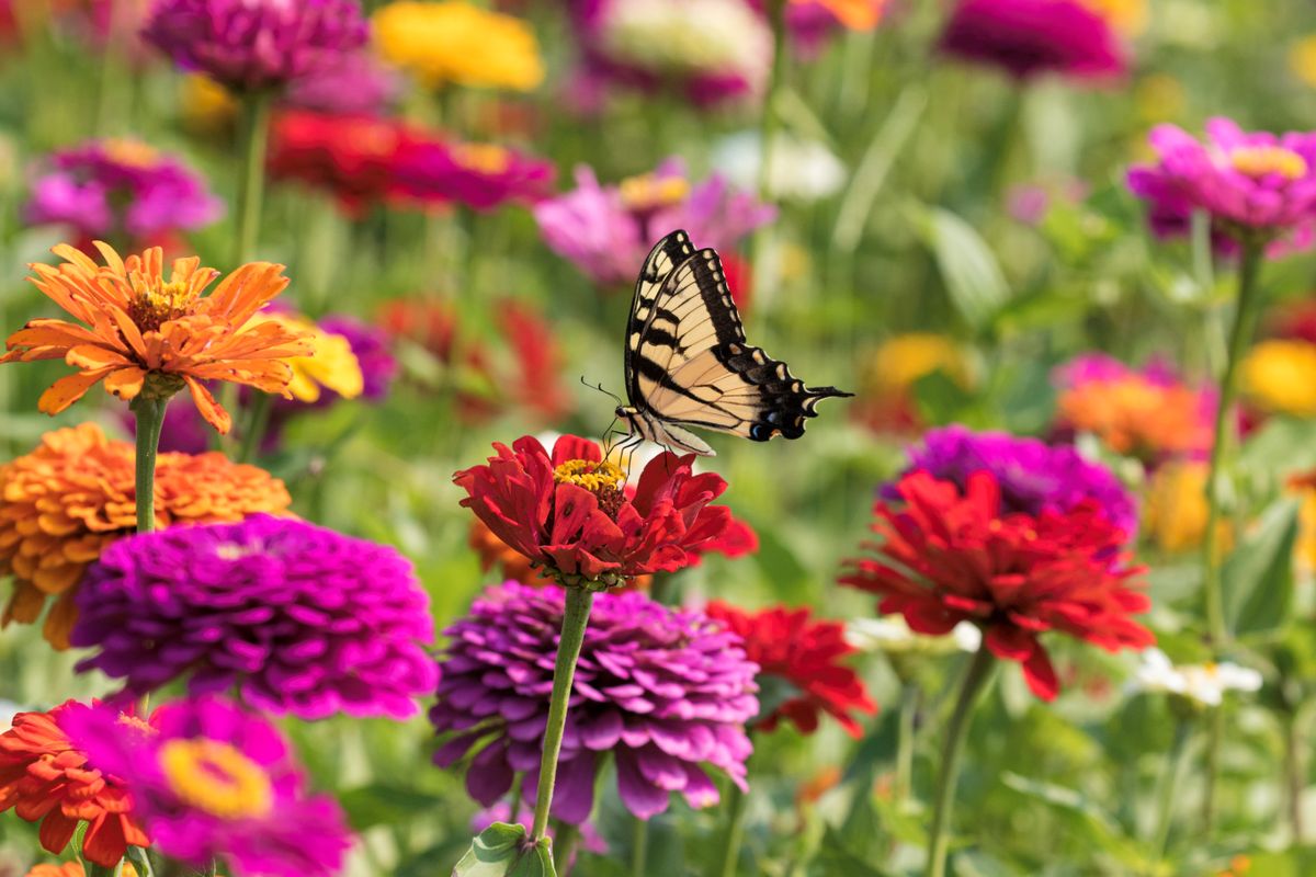 Comment faire pousser des zinnias 