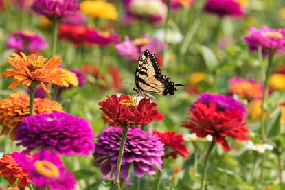 A bunch of blooming zinnias with a butterfly