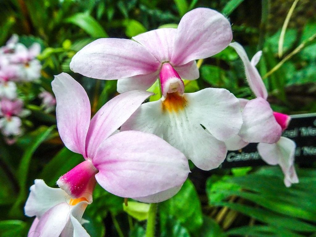 What Are Calanthe Orchids: Growing Calanthe Orchid Plants In The Garden ...