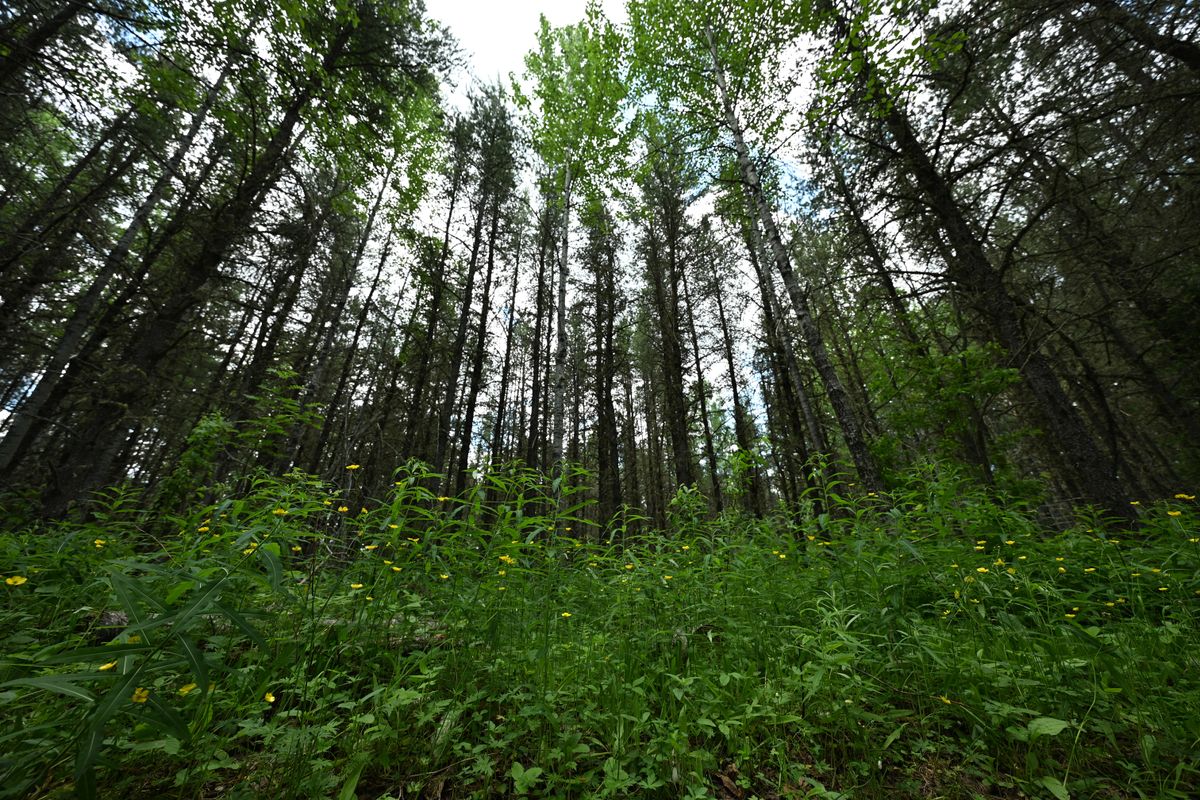 An image sample from the Tamron 12-20mm f/2.8 and the Nikon Z6 III